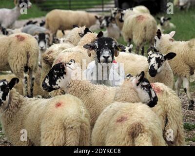 Fräsen Herde von Black-Faced Hill Schafe mit frisch geschoren Mutterschafe stehend hoch unter erwachsenen Lämmern mit Vollvlies Cumbria, England, Großbritannien Stockfoto