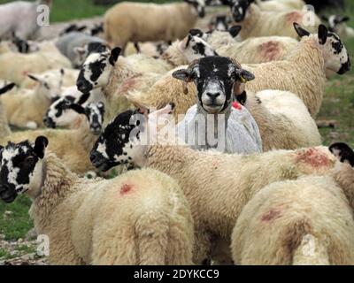 Fräsen Herde von Black-Faced Hill Schafe mit frisch geschoren Mutterschafe stehend hoch unter erwachsenen Lämmern mit Vollvlies Cumbria, England, Großbritannien Stockfoto