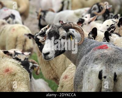 Fräsen Herde von Black-Faced Hill Schafe mit frisch geschoren Mutterschafe stehend hoch unter erwachsenen Lämmern mit Vollvlies Cumbria, England, Großbritannien Stockfoto