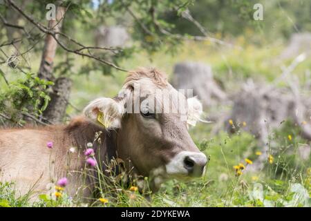 Santa Maddalena Val di Funes Italien Kuhweide in den Dolomiten Stockfoto