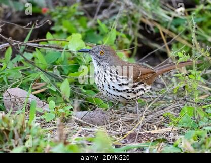 Ein langschnabeliger Thrasher (Toxostoma longirostre), der in den Büschen Futter fegte. Choke Canyon State Park, Texas, USA. Stockfoto