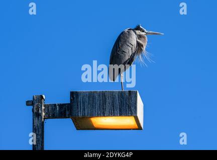 Ein großer Blaureiher (Ardea herodias) steht auf einer Ampel. Choke Canyon State Park, Texas, USA. Stockfoto