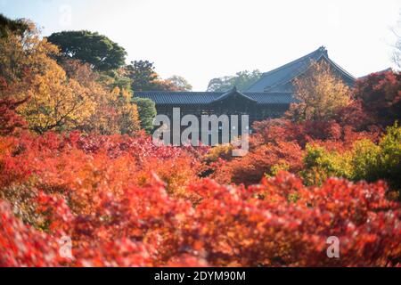 Tsuten-Kyo Brücke mit roten, orangefarbenen und gelben Herbstblättern im Vordergrund beim Tofukuji Tempel. Stockfoto