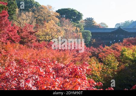 Tsuten-Kyo Brücke mit roten, orangefarbenen und gelben Herbstblättern im Vordergrund beim Tofukuji Tempel. Stockfoto
