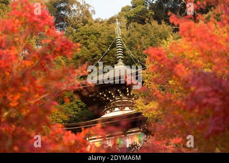 Die Tahoto-Pagode am Hang von Eikando, bedeckt mit rotem, orangefarbenem und gelbem Herbstlaub. Stockfoto