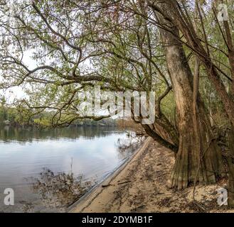 Suwanee River Shore, Herbst, in der Nähe von Bell, Florida Stockfoto