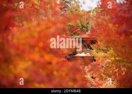 Kyoto Japan die Tahoto-Pagode am Hang von Eikando, bedeckt mit rotem, orangefarbenem und gelbem Herbstlaub. Stockfoto