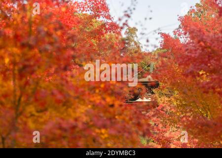 Kyoto Japan die Tahoto-Pagode am Hang von Eikando, bedeckt mit rotem, orangefarbenem und gelbem Herbstlaub. Stockfoto