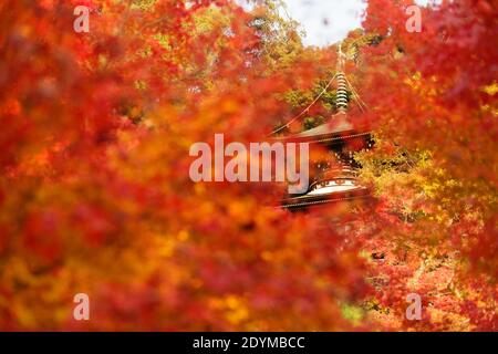 Kyoto Japan die Tahoto-Pagode am Hang von Eikando, bedeckt mit rotem, orangefarbenem und gelbem Herbstlaub. Stockfoto