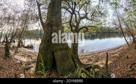 Suwanee River Shore, Herbst, in der Nähe von Bell, Florida Stockfoto