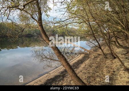 Suwanee River Ufer bei Sonnenuntergang, Herbst, in der Nähe von Bell, Florida Stockfoto