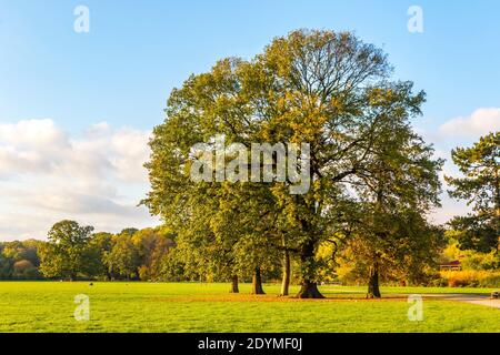 Rosenthal Waldpark in Leipzig, Sachsen, Deutschland. Nördlich des historischen Stadtzentrums gelegen, ist Rosenthal Teil des Denkmalschutzgebietes der Leipzi Stockfoto