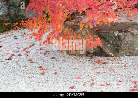 Kyoto Japan im Steingarten des Tenjuan Temple fallen rote japanische Ahornblätter auf geharkt Sand. Stockfoto