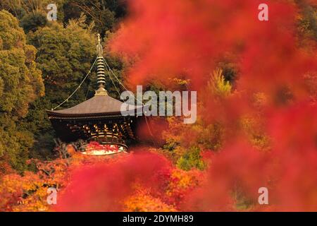 Kyoto Japan die Tahoto-Pagode am Hang von Eikando, bedeckt mit rotem, orangefarbenem und gelbem Herbstlaub. Stockfoto