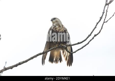 Rough legged Hawk in Delta British Columbia, Kanada, Nordamerika Stockfoto