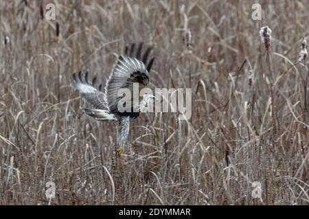 Rough legged Hawk in Delta British Columbia, Kanada, Nordamerika Stockfoto