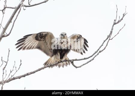 Rough legged Hawk in Delta British Columbia, Kanada, Nordamerika Stockfoto