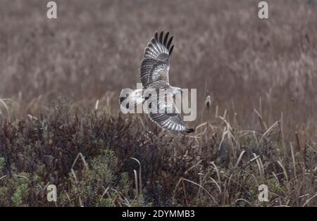 Rough legged Hawk in Delta British Columbia, Kanada, Nordamerika Stockfoto