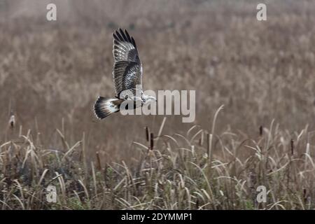 Rough legged Hawk in Delta British Columbia, Kanada, Nordamerika Stockfoto