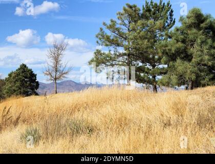 Herbstrasen und immergrüne Bäume stehen vor der Kulisse der fernen Rocky Mountains in Denver. Stockfoto