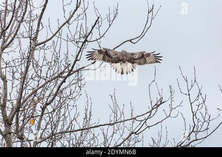 Rough legged Hawk in Delta British Columbia, Kanada, Nordamerika Stockfoto