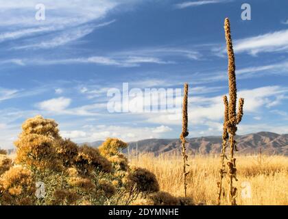 Getrocknetes Blütenblätterwerk am Fuße der Rocky Mountains in der Nähe von Denver im Herbst. Stockfoto