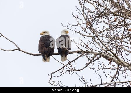 Ein Paar Weißkopfseeadler bei Delta British Columbia Kanada; Nordamerika Stockfoto