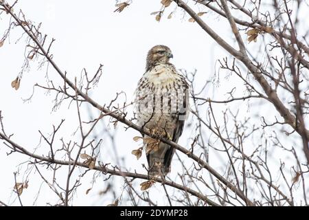 Jungvogel im Delta British Columbia, Kanada, Nordamerika Stockfoto