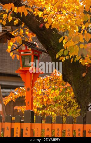 Kyoto Japan Rote, orange und gelbe Herbstblätter hängen über der traditionellen orangefarbenen Laterne in der Nähe des Tatsumi Daimyojin-Schreines in der Shinbashi Dori Street Stockfoto