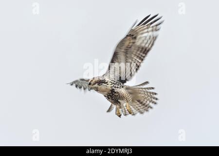 Rough legged Hawk in Delta British Columbia, Kanada, Nordamerika Stockfoto