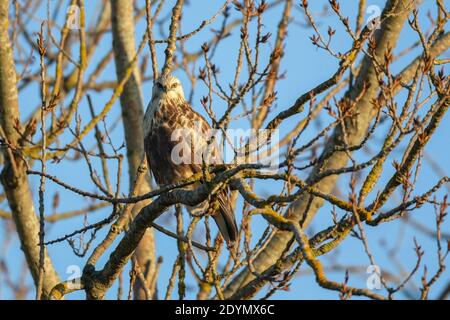 Rough legged Hawk in Delta British Columbia, Kanada, Nordamerika Stockfoto