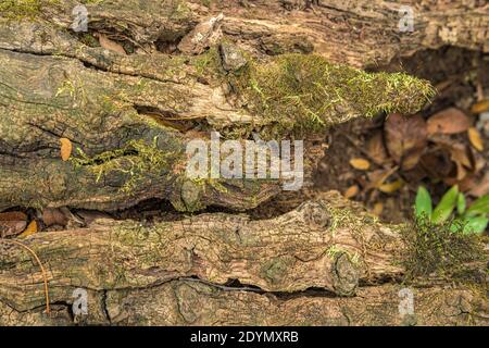 Moos auf Fluss Ebene gefallen Baumstamm Detail. Stockfoto