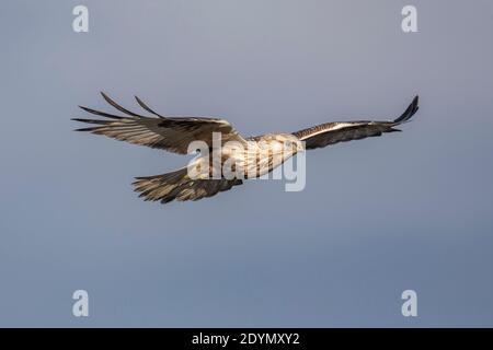 Rough legged Hawk in Delta British Columbia, Kanada, Nordamerika Stockfoto