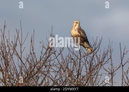 Rough legged Hawk in Delta British Columbia, Kanada, Nordamerika Stockfoto