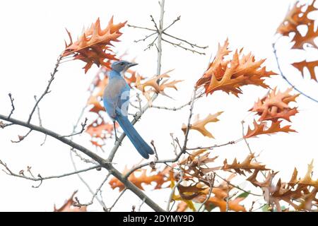 California Scrub Jay in British Columbia Kanada; Nordamerika Stockfoto