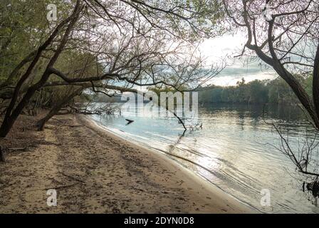 Suwanee River Ufer bei Sonnenuntergang, Herbst, in der Nähe von Bell, Florida Stockfoto