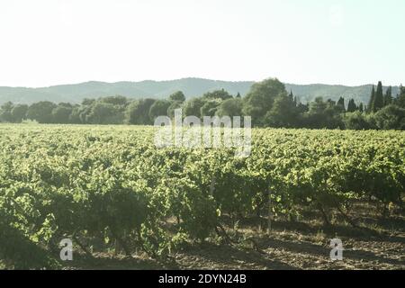 Weinberg aus Reihen von Weinreben produziert Rotwein während eines Sonnenuntergangs Nachmittag, aufgenommen in La londe les Maures, auf der Cotes de Provence Region, ein Stockfoto