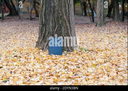 Schöne Landschaft mit Bibel im Freien im Herbst mit gefallenen gelben Blättern. Stockfoto