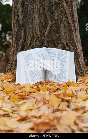 Heilige Bibel in Psalmen auf Baumstamm mit Seiten im Wind drehen im japanischen Herbst mit gefallenen gelben Blättern geöffnet. Speicherplatz kopieren. Vertikale Aufnahme. Stockfoto