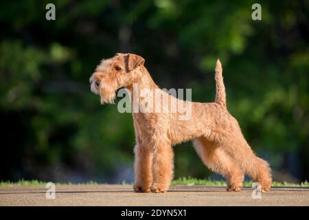 Ein Lakeland Terrier in Show Trimm in einer natürlichen Haltung vor einem weichen Fokus Hintergrund. Stockfoto