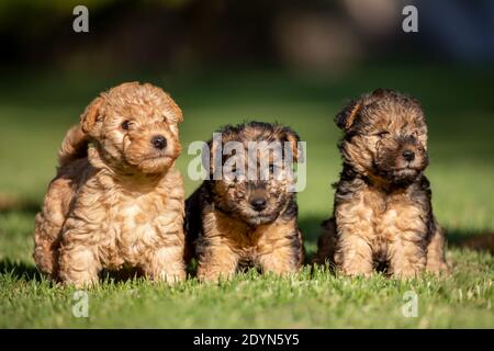 Drei niedliche Lakeland Terrier Welpen sitzen auf grünem Gras mit einem natürlichen Hintergrund. Stockfoto