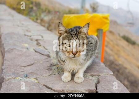 Persian grau obdachlos Katze sitzt auf dem Balkon mit Hintergrund Von Mülleimer und Tochal Berg im Iran Stockfoto