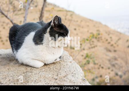 Perser weiß und schwarz obdachlose Katze hockt auf dem Balkon Mit Hintergrund des Tochal Berges im Iran Stockfoto