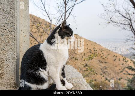 Perser weiß und schwarz obdachlose Katze hockt auf dem Balkon Mit Hintergrund des Tochal Berges im Iran Stockfoto