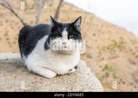 Perser weiß und schwarz obdachlose Katze hockt auf dem Balkon Mit Hintergrund des Tochal Berges im Iran Stockfoto