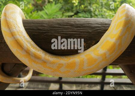 Python molurus bivittatus albino. Erwachsene einzelne Schlange Stragler auf trockenem Zweig. Stockfoto