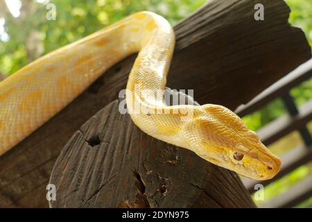 Junge gelbe birmanische Python Nahaufnahme. Albino Python bivittatus kriecht auf einem Holzbalken. Stockfoto