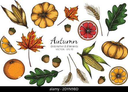 Sammlung Set von Herbst Blume und Blätter Zeichnung Illustration. Stock Vektor
