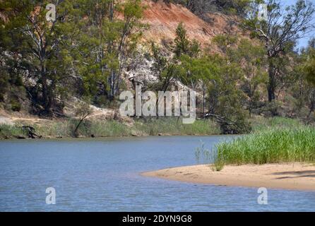 Wildnisbiegung im Murray River mit roten Sandklippen Und ein weißer Sandstrand mit grünem Schilf in der Nähe von Mildura In Australien Stockfoto