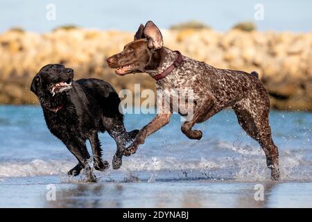 Deutscher Kurzhaarzeiger und ein schwarzer Labrador, der im seichten Wasser am Strand spielt. Stockfoto